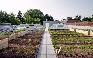 Max Meighen’s farm to table idea is a recipe for success at Avling Kitchen and Brewery. Max Meighen’s farm to table idea is a recipe for success at Avling Kitchen and Brewery. © Avling Roof garden with vegetable patches